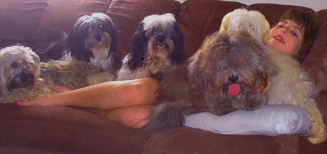 Gabrielle on the couch with five Havanese