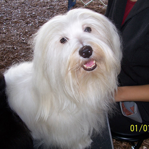 AKC Havanese Champion Zorro takes a break at the dog show