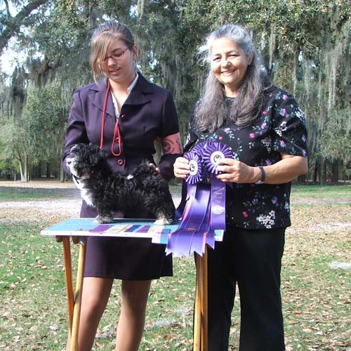 Havanese Best Puppy in Show!