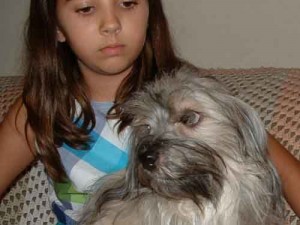 Alex grooming sable Havanese named Libby